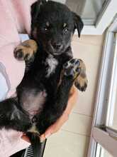 CHICA, Hund, Mischlingshund in Rumänien - Bild 3