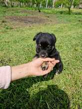 CHICA, Hund, Mischlingshund in Rumänien - Bild 4