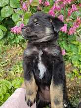 CHICA, Hund, Mischlingshund in Rumänien - Bild 5