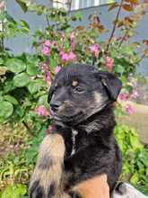 CHICA, Hund, Mischlingshund in Rumänien - Bild 6