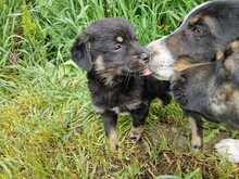 CHICA, Hund, Mischlingshund in Rumänien - Bild 7