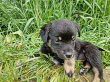 CHICA, Hund, Mischlingshund in Rumänien - Bild 8