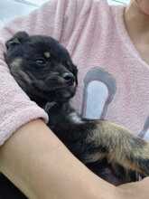 CHICA, Hund, Mischlingshund in Rumänien - Bild 9