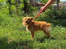 HERRMINISTER, Hund, Mischlingshund in Polen - Bild 1