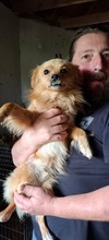 HERRMINISTER, Hund, Mischlingshund in Polen - Bild 4