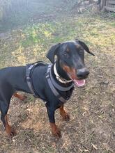 AKIRA, Hund, Dobermann in Zornheim - Bild 1