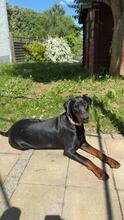 AKIRA, Hund, Dobermann in Zornheim - Bild 2