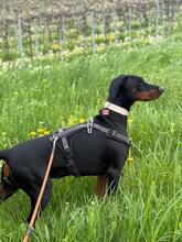 AKIRA, Hund, Dobermann in Zornheim - Bild 3