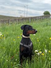 AKIRA, Hund, Dobermann in Zornheim - Bild 4