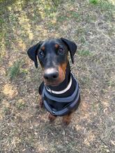 AKIRA, Hund, Dobermann in Zornheim - Bild 5