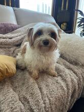 BLANCA, Hund, Biewer Yorkshire Terrier in Groß-Umstadt - Bild 1