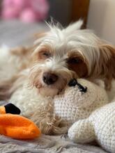 BLANCA, Hund, Biewer Yorkshire Terrier in Groß-Umstadt - Bild 10