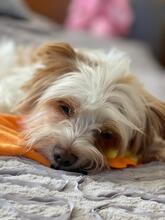 BLANCA, Hund, Biewer Yorkshire Terrier in Groß-Umstadt - Bild 11
