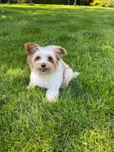 BLANCA, Hund, Biewer Yorkshire Terrier in Groß-Umstadt - Bild 2