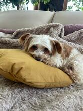 BLANCA, Hund, Biewer Yorkshire Terrier in Groß-Umstadt - Bild 3
