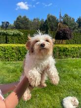 BLANCA, Hund, Biewer Yorkshire Terrier in Groß-Umstadt - Bild 5
