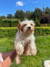 BLANCA, Hund, Biewer Yorkshire Terrier in Groß-Umstadt - Bild 6