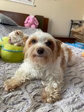 BLANCA, Hund, Biewer Yorkshire Terrier in Groß-Umstadt - Bild 7