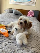 BLANCA, Hund, Biewer Yorkshire Terrier in Groß-Umstadt - Bild 8