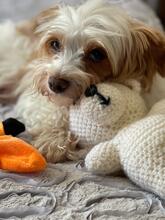 BLANCA, Hund, Biewer Yorkshire Terrier in Groß-Umstadt - Bild 9
