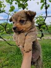 CHIP, Hund, Mischlingshund in Rumänien - Bild 10