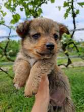 CHIP, Hund, Mischlingshund in Rumänien - Bild 11