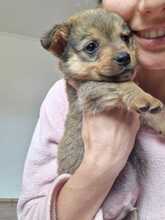 CHIP, Hund, Mischlingshund in Rumänien - Bild 12