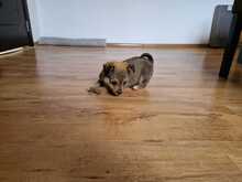 CHIP, Hund, Mischlingshund in Rumänien - Bild 14