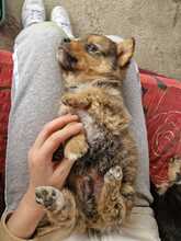 CHIP, Hund, Mischlingshund in Rumänien - Bild 2