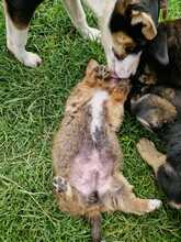 CHIP, Hund, Mischlingshund in Rumänien - Bild 3
