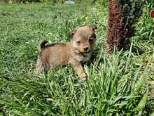 CHIP, Hund, Mischlingshund in Rumänien - Bild 7
