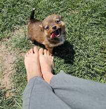 CHIP, Hund, Mischlingshund in Rumänien - Bild 8