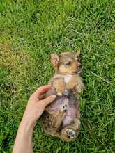 CHIP, Hund, Mischlingshund in Rumänien - Bild 9