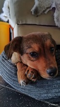 CHIP, Hund, Mischlingshund in Heist