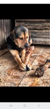 DOLLAR, Hund, Mischlingshund in Polen - Bild 1