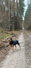 DOLLAR, Hund, Mischlingshund in Polen - Bild 2