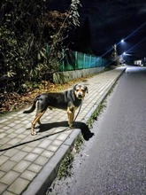 DOLLAR, Hund, Mischlingshund in Polen - Bild 3
