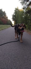 DOLLAR, Hund, Mischlingshund in Polen - Bild 5