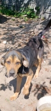 DOLLAR, Hund, Mischlingshund in Polen - Bild 6