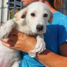 ELEONARA, Hund, Mischlingshund in Italien - Bild 1