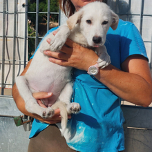 ELEONARA, Hund, Mischlingshund in Italien - Bild 2
