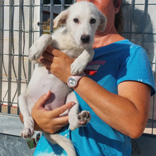 ELEONARA, Hund, Mischlingshund in Italien - Bild 3