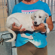ELEONARA, Hund, Mischlingshund in Italien - Bild 4