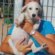 ELEONARA, Hund, Mischlingshund in Italien - Bild 5
