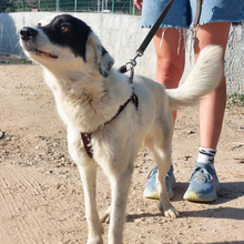 GRAZIANA, Hund, Mischlingshund in Italien - Bild 1