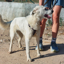 GRAZIANA, Hund, Mischlingshund in Italien - Bild 2