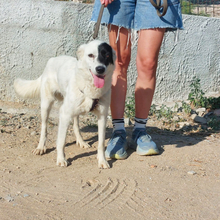 GRAZIANA, Hund, Mischlingshund in Italien - Bild 3