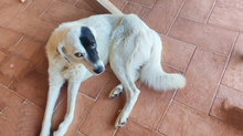 GRAZIANA, Hund, Mischlingshund in Italien - Bild 4