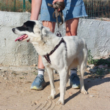 GRAZIANA, Hund, Mischlingshund in Italien - Bild 5