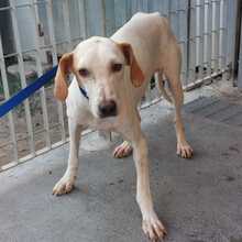 SWAROVSKI, Hund, Mischlingshund in Italien - Bild 1